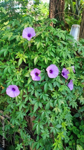 Photography Beautiful view of Ruellia simplex plant