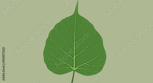 Single green leaf with stem.