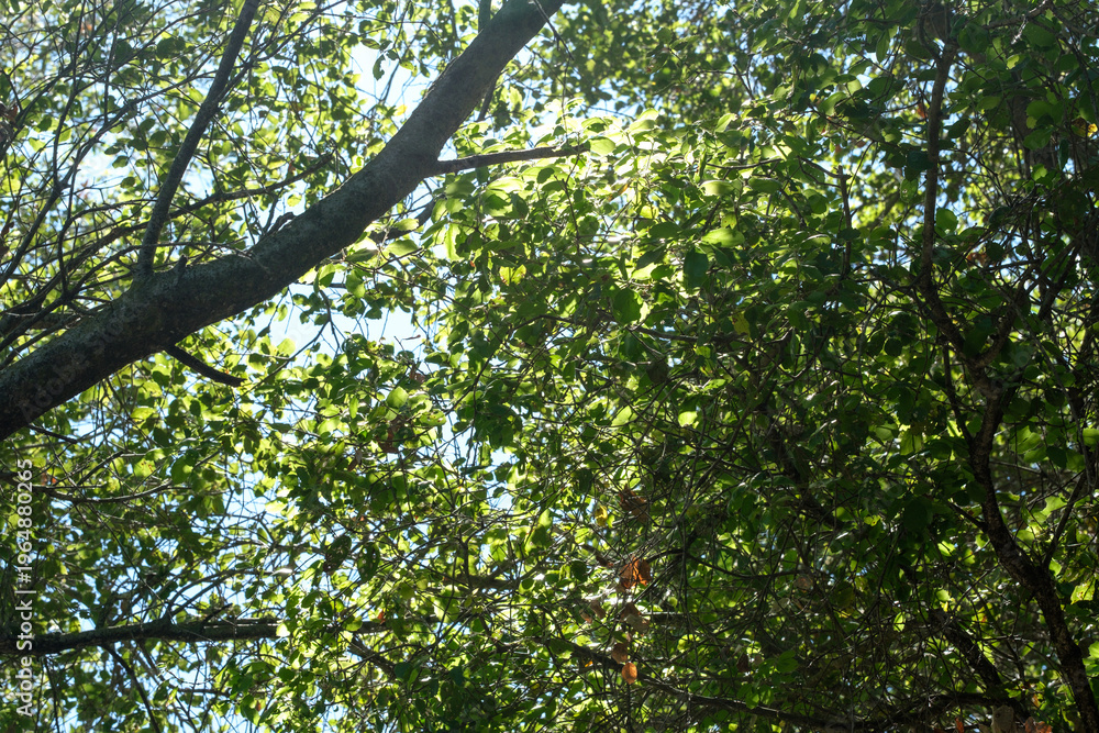 Fototapeta premium View through oak trees in the forest