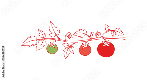 Stylized tomato vine showcasing the ripening process from green to vibrant red fruit vector artwork