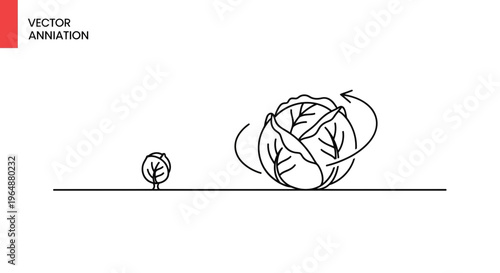 Development of a nutritious vegetable from seedling to mature cabbage head in line art