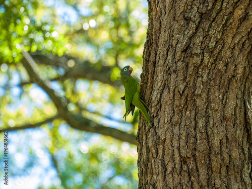 Foto One Blue-crowned Parakeet Thectocercus acuticaudatus perched on furrowed tree bark in a dense sunlit tropical woodland environment