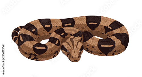 A brown and black patterned boa constrictor is coiled with its head facing forward on a clean white background.
