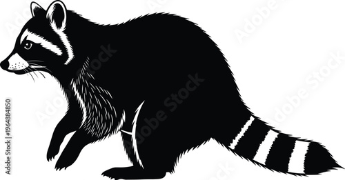 Black and white raccoon silhouette illustration showing side profile with striped bushy tail, facial mask markings, and detailed fur texture in wildlife vector artwork