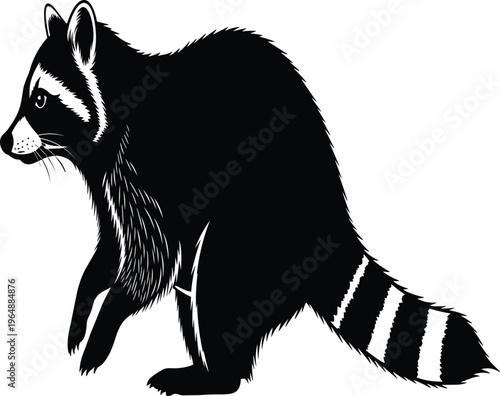 Black and white raccoon vector illustration isolated on white background, procyon lotor side view standing pose, wild animal silhouette for nature design projects
