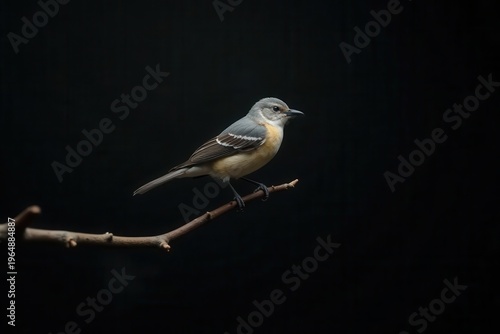 A small songbird perched on a slender branch against a dramatic black background, showcasing its delicate plumage and graceful posture.