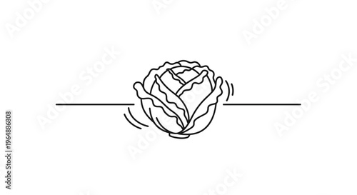 Elegant line art depiction of a healthy green cabbage head positioned centrally on a simple