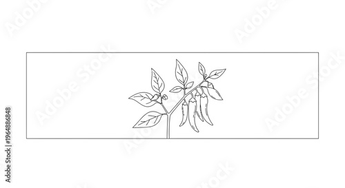 Minimalist chili plant illustration with ripening peppers in a clean line art style for various