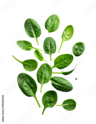 green leaves isolated on white background