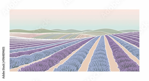 Rows of purple lavender flowers field.