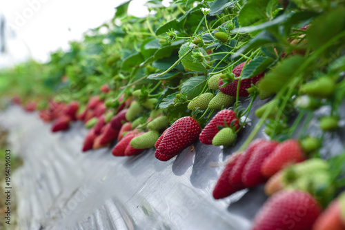 Strawberry field, Rows of fresh strawberries that are grown in greenhouses, Strawberry field with plants before harvest, strawberry plants in fields, Organic strawberry fruits in Jijel Algeria Africa.