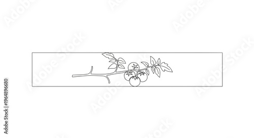 A minimalist line art illustration of ripe tomatoes on a vine, perfect for fresh produce designs