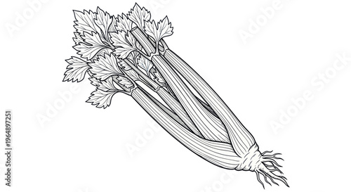 Hand-drawn celery bunch with leaves and roots, isolated on white background
