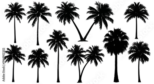 Silhouette Palm Trees Collection - Tropical Exotic Plants Vector Set