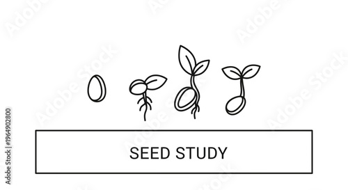 Seed Germination Stages: From Seed to Sprout, Plant Growth Life Cycle