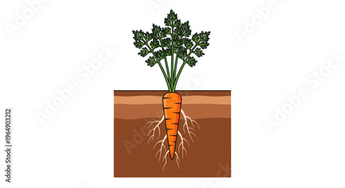 Carrot plant growing in soil with visible roots and green foliage