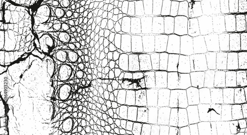 Close-up texture of white crocodile skin with distinct scales and patterns