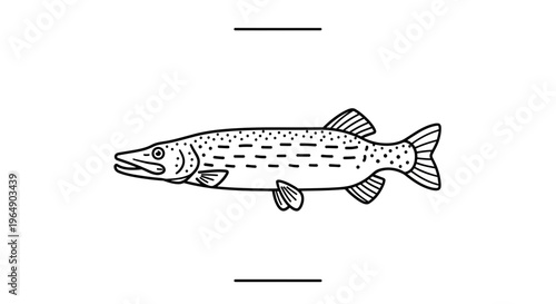 Minimalist outline illustration of a freshwater predatory fish with distinctive elongated body and