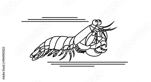 Dynamic mantis shrimp line art illustrating swift underwater movement