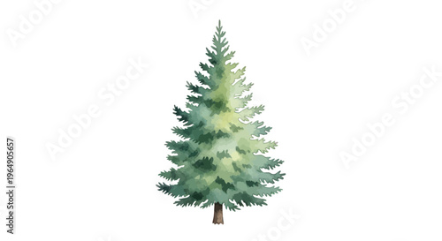 Watercolor Pine Tree Isolated on White Background