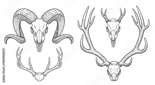 Ram and Deer Skulls with Antlers - Hand Drawn Vector Illustration
