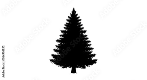 Silhouette of a coniferous tree, isolated on white background