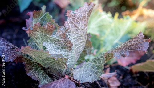 Fresh green lettuce leaves close up texture natural vegetable background.