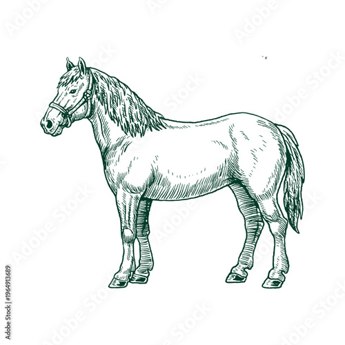 Foto Standing Farm Horse Equine Animal Illustration