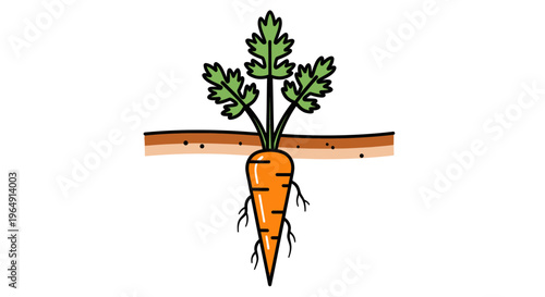 Healthy Carrot Growing in Soil, Organic Root Vegetable, Healthy Eating