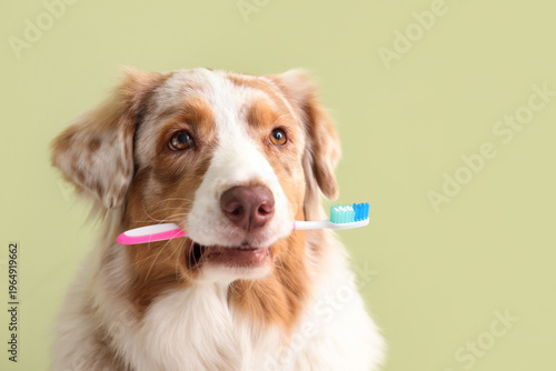 Cute Australian Shepherd do...