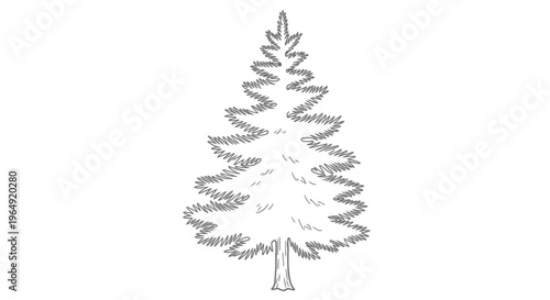 Hand-drawn Pine Tree Sketch, Simple Line Art Evergreen Illustration