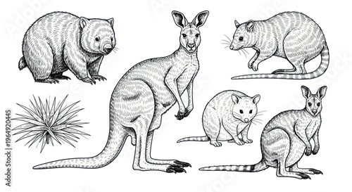 Australian Wildlife Hand-Drawn Sketch Collection: Kangaroo, Wombat, Possum, Wallaby