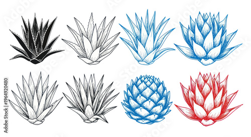Agave Plant Illustrations: Black, Blue, Red, White Hand-Drawn Sketches