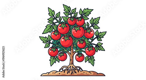 Healthy Tomato Plant with Ripe Red Fruits and Visible Roots