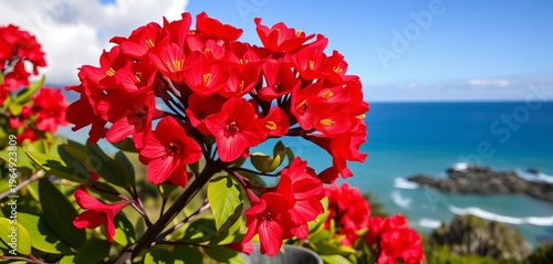 Vibrant pohutukawa blossoms bloom against a coastal backdrop,  seaside,  floral