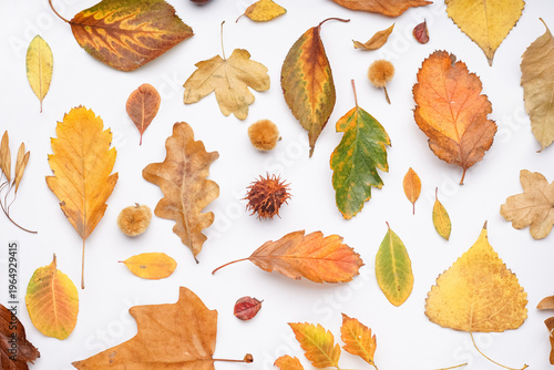 Composition with autumn lea...