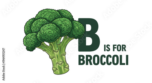 Educational alphabet poster showing a detailed head of broccoli next to text B is for broccoli for healthy food and literacy.