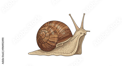 Detailed illustration of a brown land snail with a spiraled shell crawling slowly on a clean white background for nature studies.
