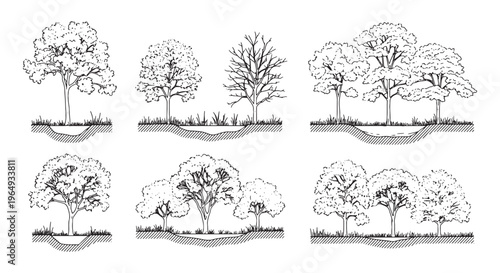 Tree Vector Illustration – Nature CAD Plant Line Art and Architectural Design Element