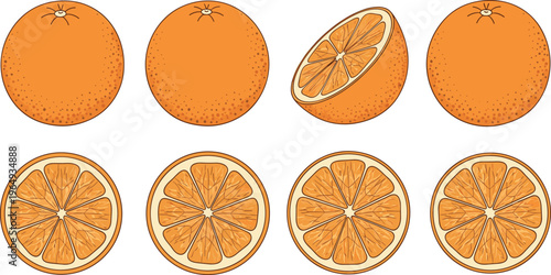 Fresh Orange with Sliced Segments Vector Illustration for Healthy Food and Citrus Designs