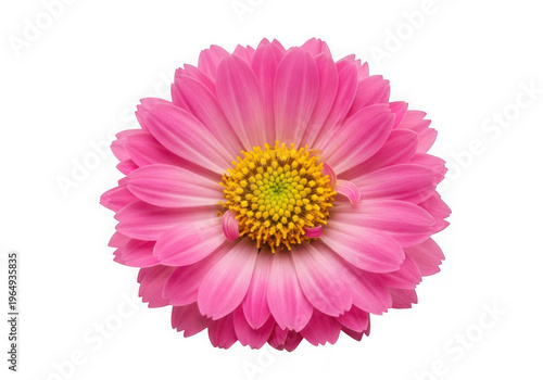 Vibrant pink daisy flower with yellow center and white petals isolated on transparent background