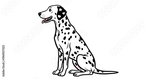 Dalmatian dog sitting patiently with open mouth and tongue out black spots