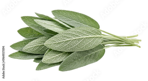 Fresh Sage Leaves Bunch Isolated on White Background