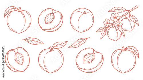 Peach Fruit with Blossom Hand Drawn Line Art Set Stone Fruit Botanical Illustration