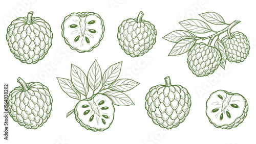 Sugar apple custard apple set vector illustration with whole fruits slices and leaves line art