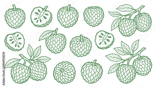 Sugar apple custard apple collection vector illustration with fruits slices and leaves line art