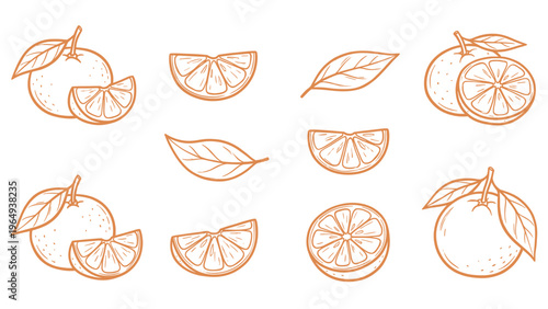Tangerine mandarin orange set vector illustration with fruits slices and leaves line art