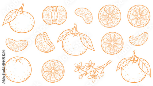 Tangerine mandarin orange collection vector illustration with fruits slices leaves and flowers line art