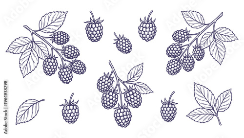 Hand Drawn Blackberry Set Line Art Illustration Collection with Leaves