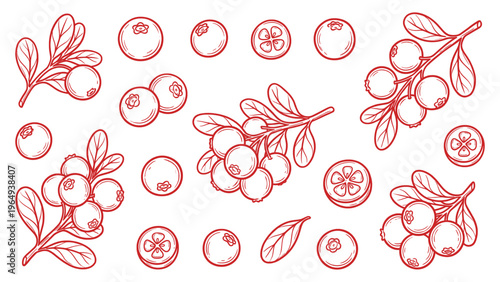 Hand Drawn Cranberry Set Line Art Illustration Collection with Leaves
